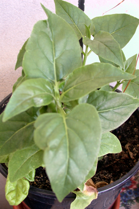 Mirabilis jalapa