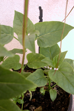 Mirabilis jalapa