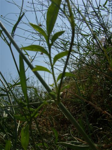 Cephalaria transsylvanica / Vedovina maggiore