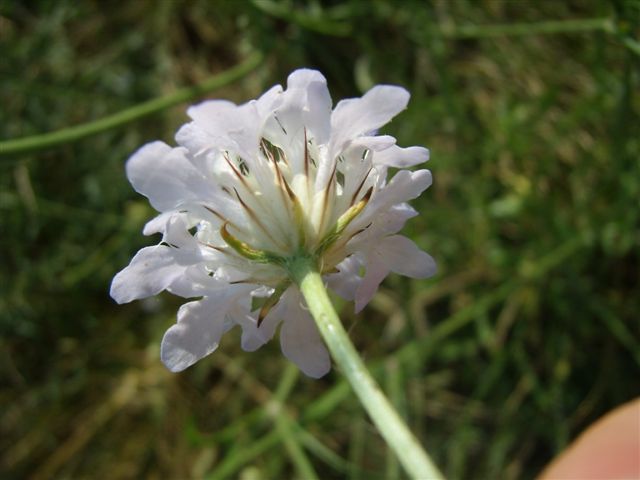 Cephalaria transsylvanica / Vedovina maggiore