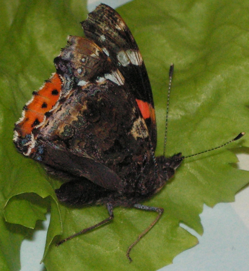 Da identificare (e aiutare) - Vanessa atalanta