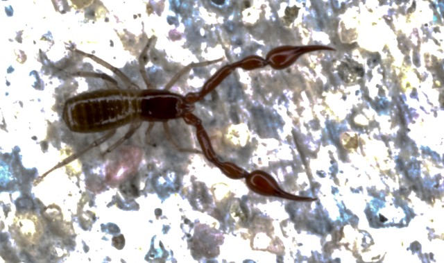 Pseudoscorpione, Neobisiidae