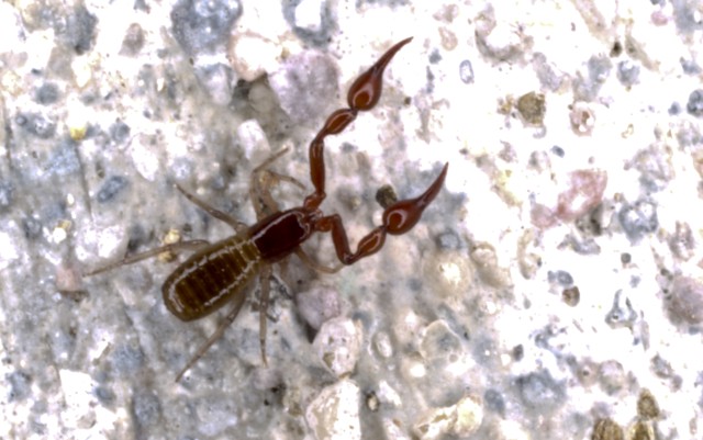 Pseudoscorpione, Neobisiidae