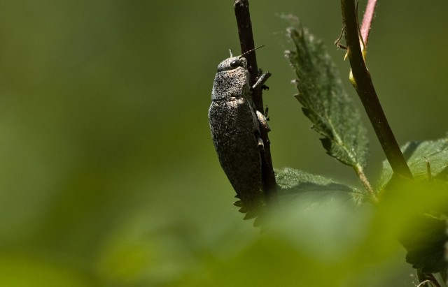 buprestidae?