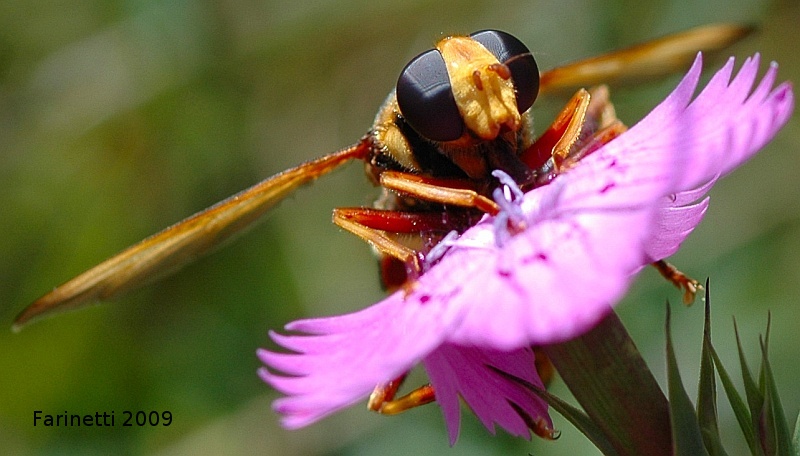 Volucella zonaria F (Syrphidae)