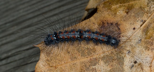 Noctuide - No, Arctiidae - Lithosia quadra