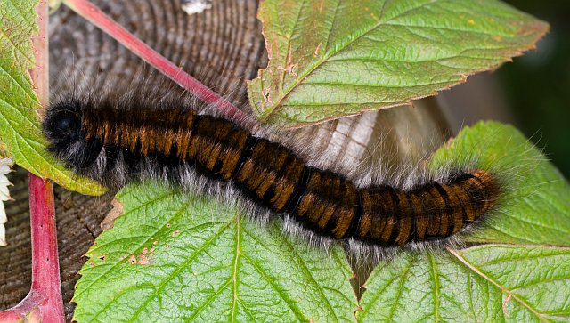 lasiocampidae? - Macrothylacia rubi