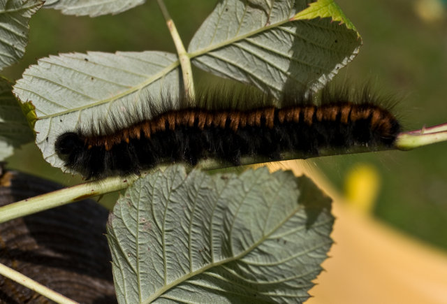 lasiocampidae? - Macrothylacia rubi