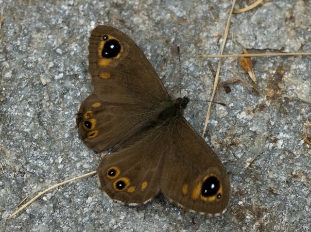 Erebia - No, Lasiommata sp.