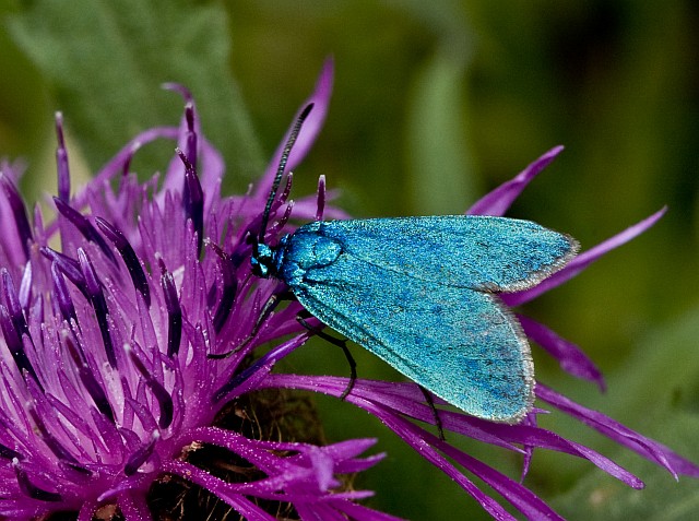 Zygaena