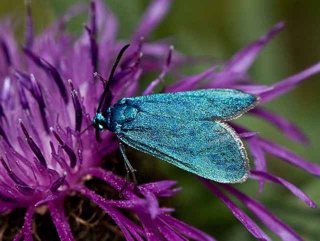 Zygaena