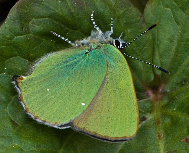 Lycaena -  Callophrys rubi