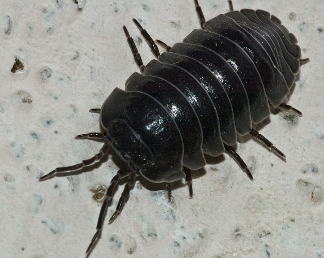 Armadillidium sp.