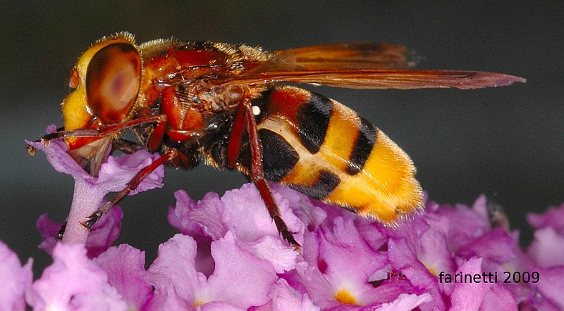 Volucella zonaria F (Syrphidae)