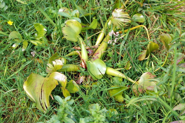 Pontederia (=Eichornia) crassipes / Aichornia