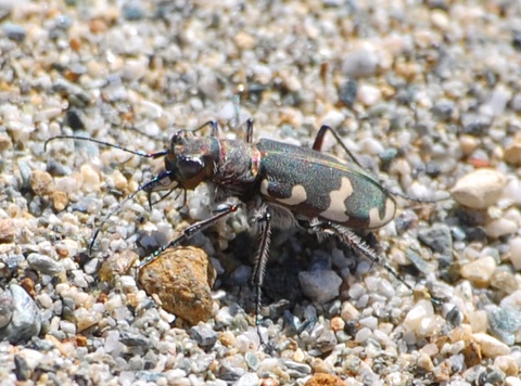 Cicindela hybrida