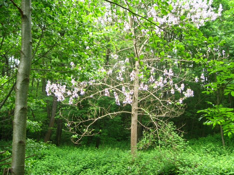 Paulownia tomentosa