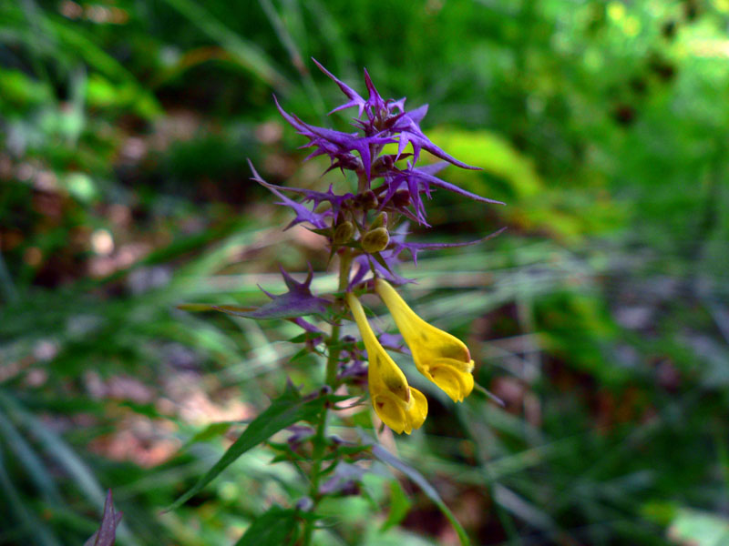 Melampyrum italicum