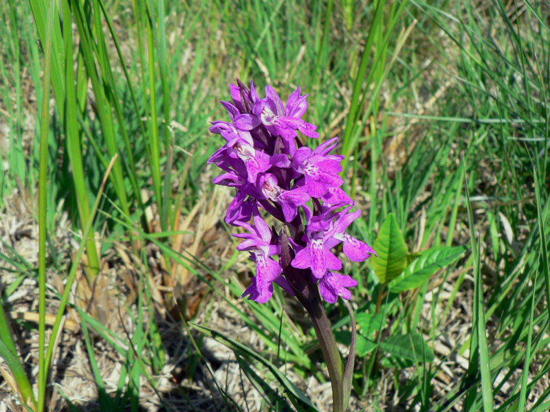 Ophrys fuciflora