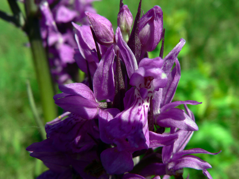 Ophrys fuciflora