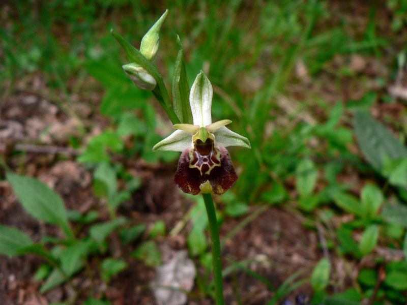 Ophrys fuciflora