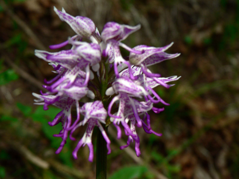 Ophrys fuciflora