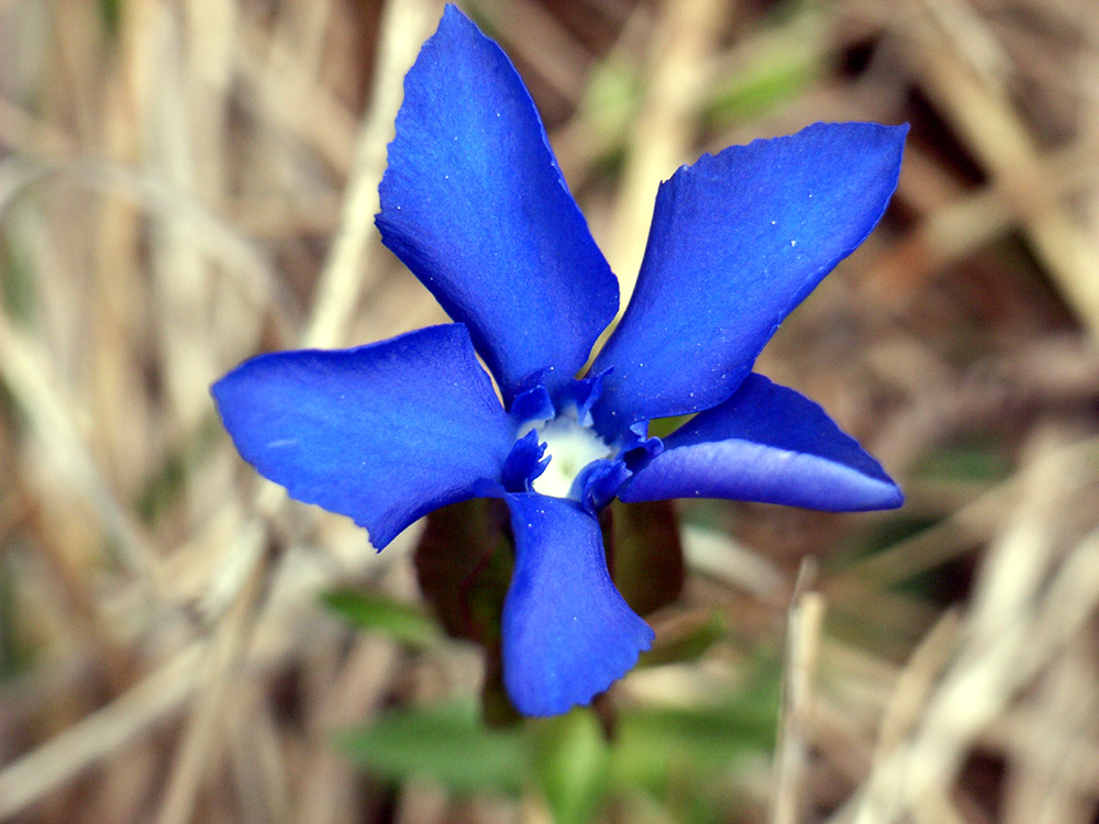 Gentiana verna subsp. tergestina  / Genziana di Trieste