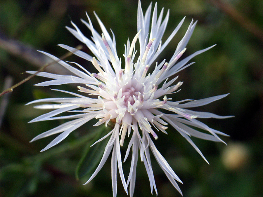 Centaurea cfr. cristata