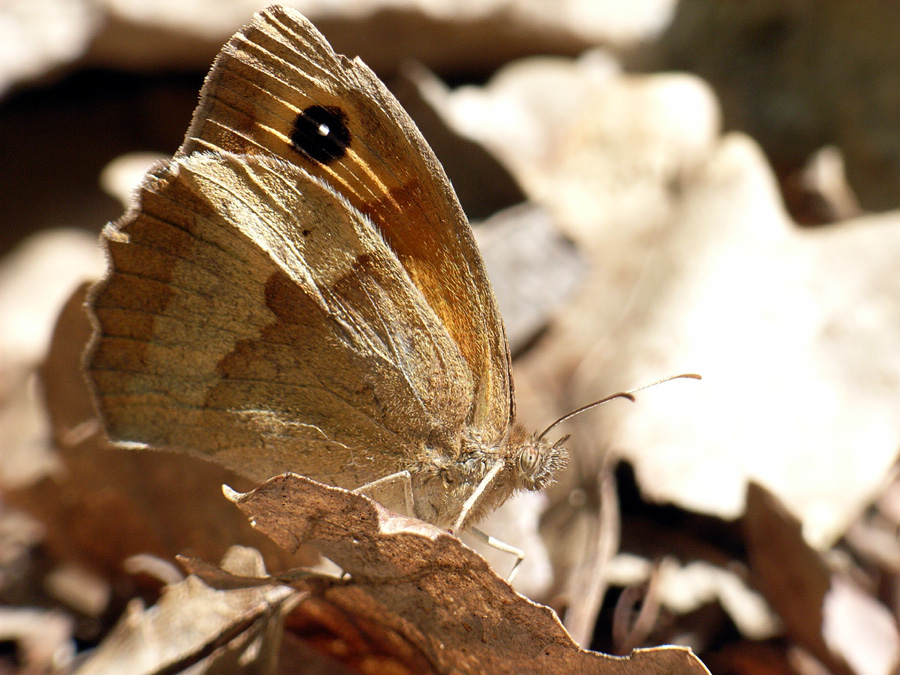 farfalle da riconoscere