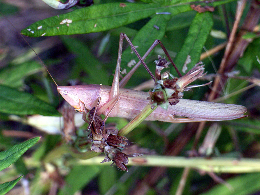 Ruspolia nitidula (Conocephalidae)