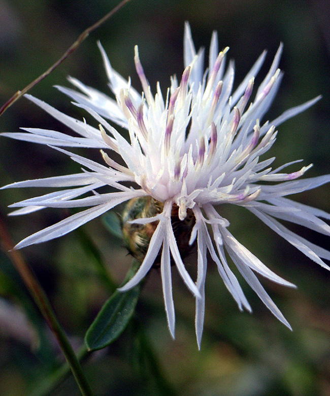 Centaurea cfr. cristata