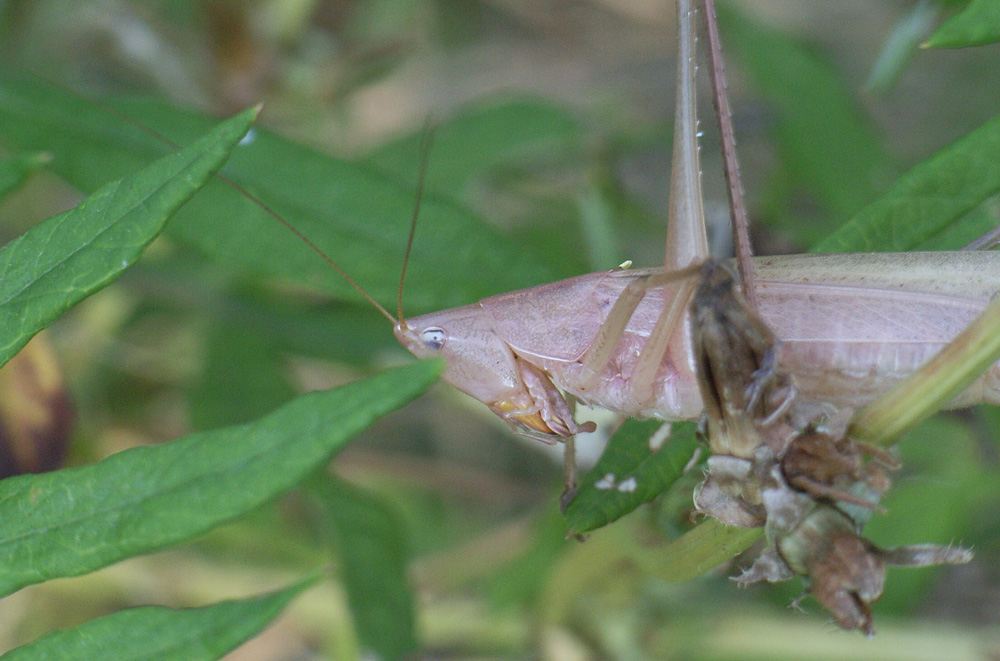 Ruspolia nitidula (Conocephalidae)