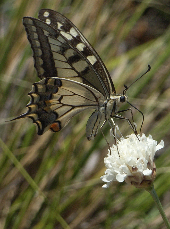 Papilio machaon