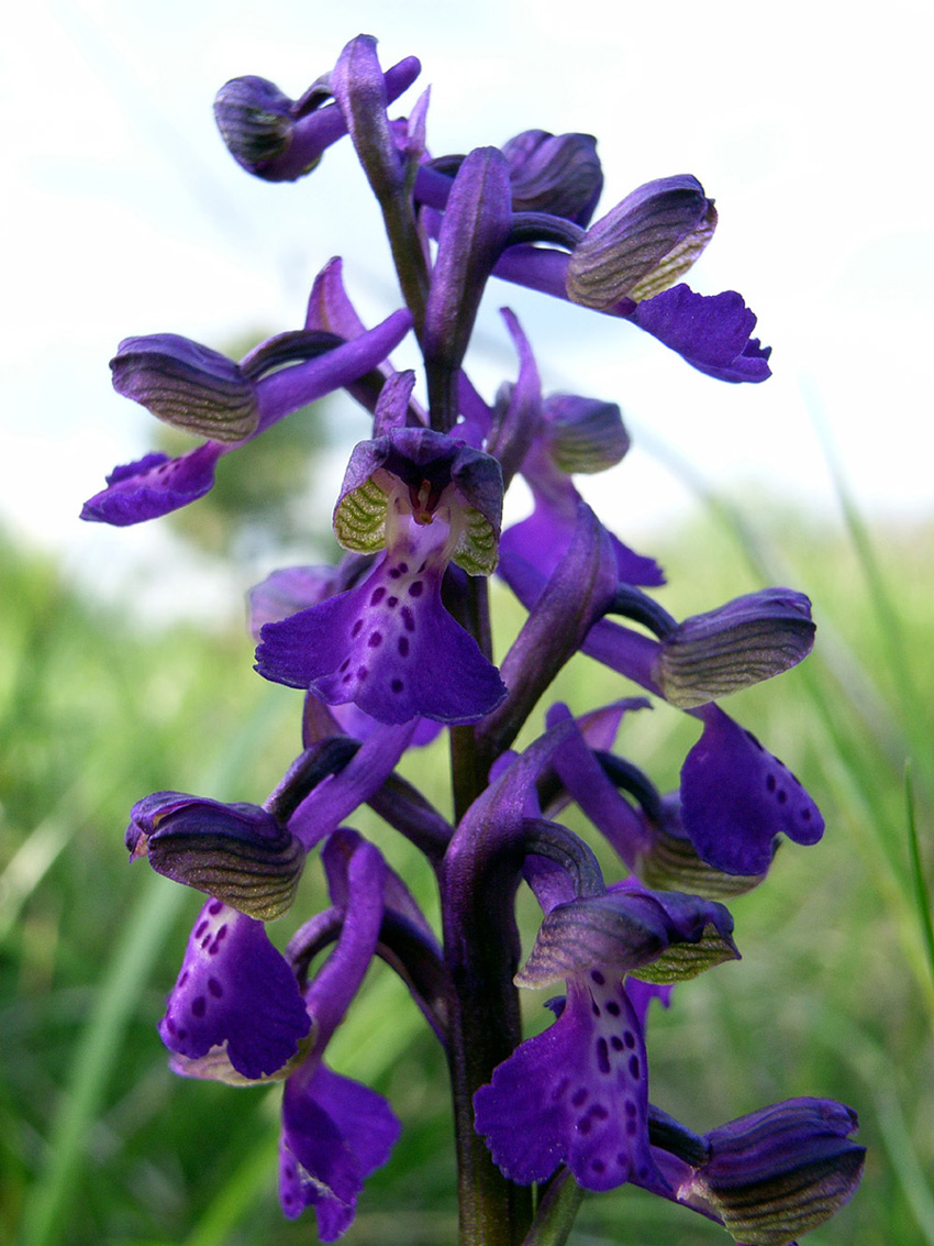 Orchis morio