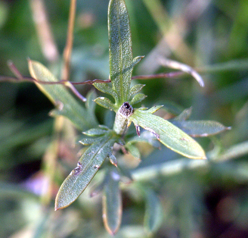 Centaurea cfr. cristata