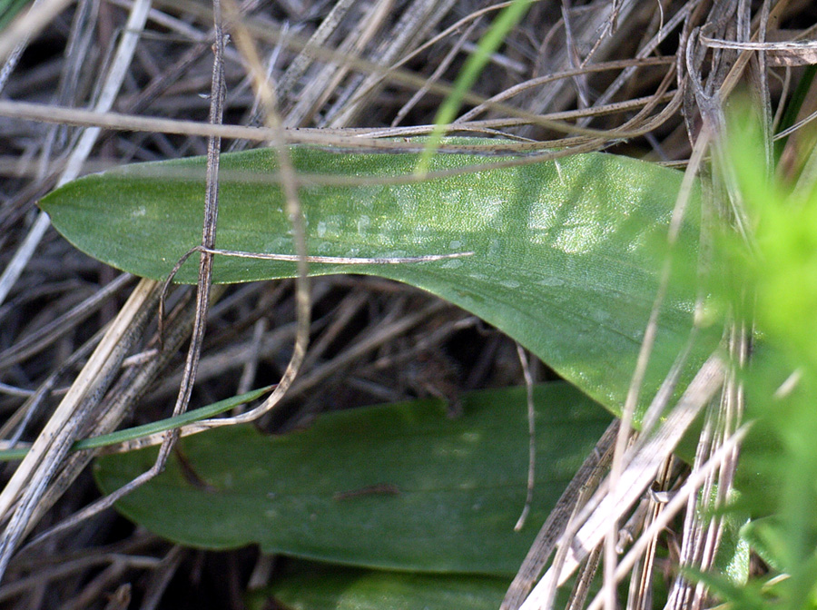 Orchis morio