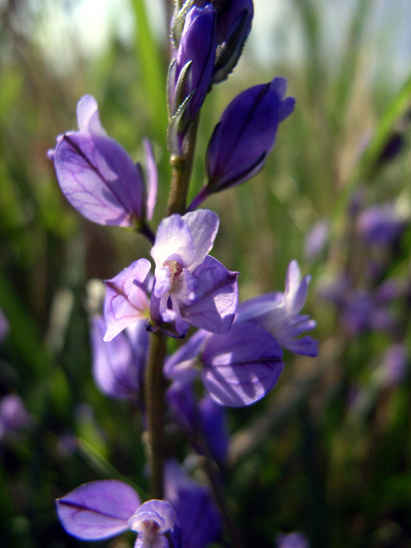 Polygala