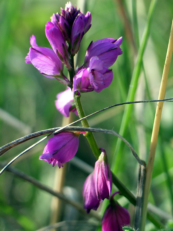 Polygala