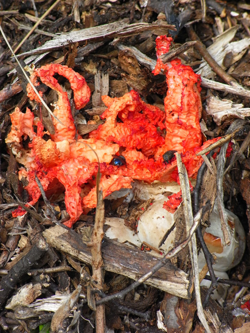 che cos''?? (Clathrus/Anthurus)