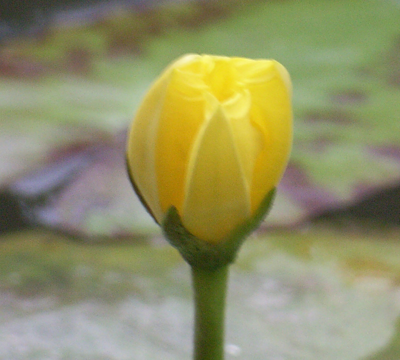 Nymphoides peltata / Limnantemio