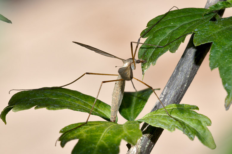 Identificazione dittero