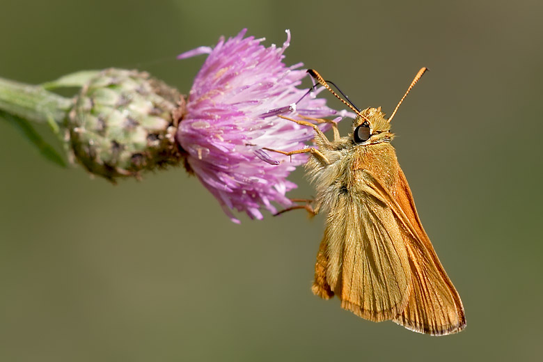 Thymelicus lineola