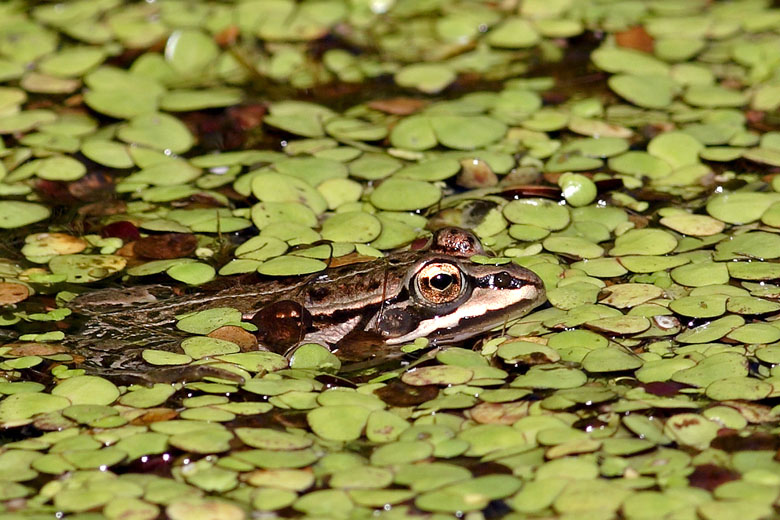 Identificazione rana - Pelophylax sp.