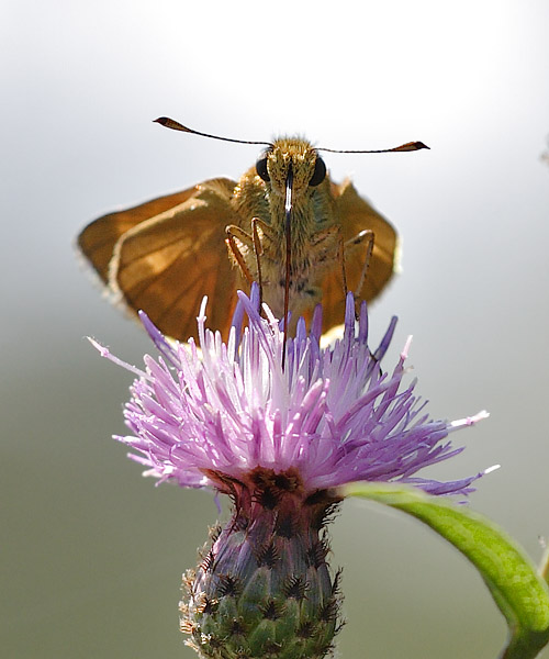 Thymelicus lineola