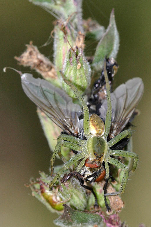 Predazione di una mosca - Dolomedes sp.