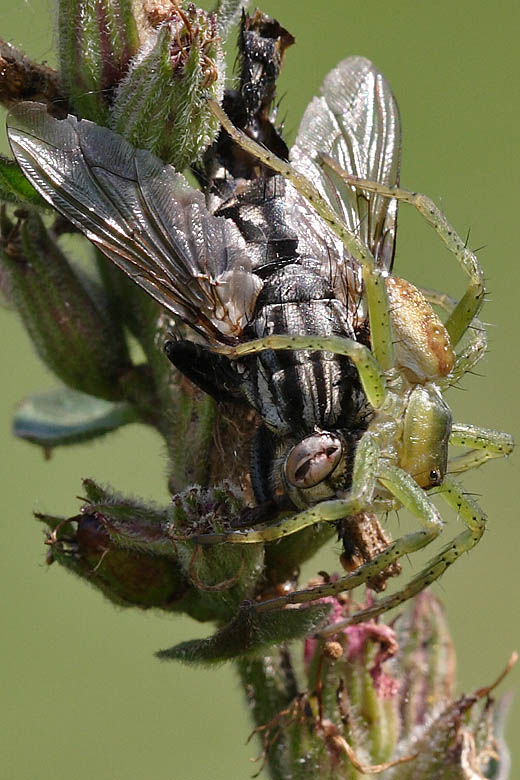 Predazione di una mosca - Dolomedes sp.