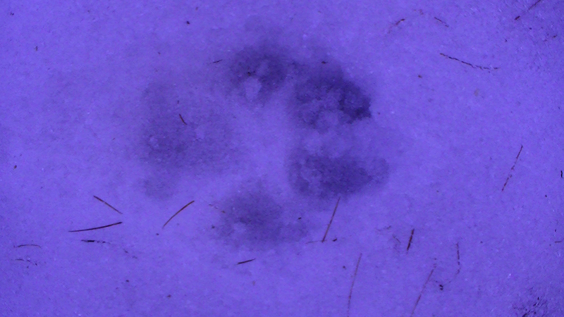Impronte ungulati e canidi