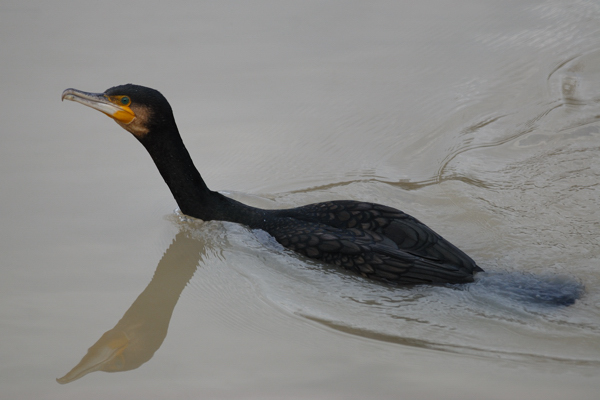 Cormorano in acque torbide ...