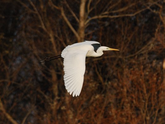 Airone bianco maggiore