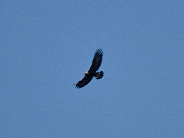 help id rapace